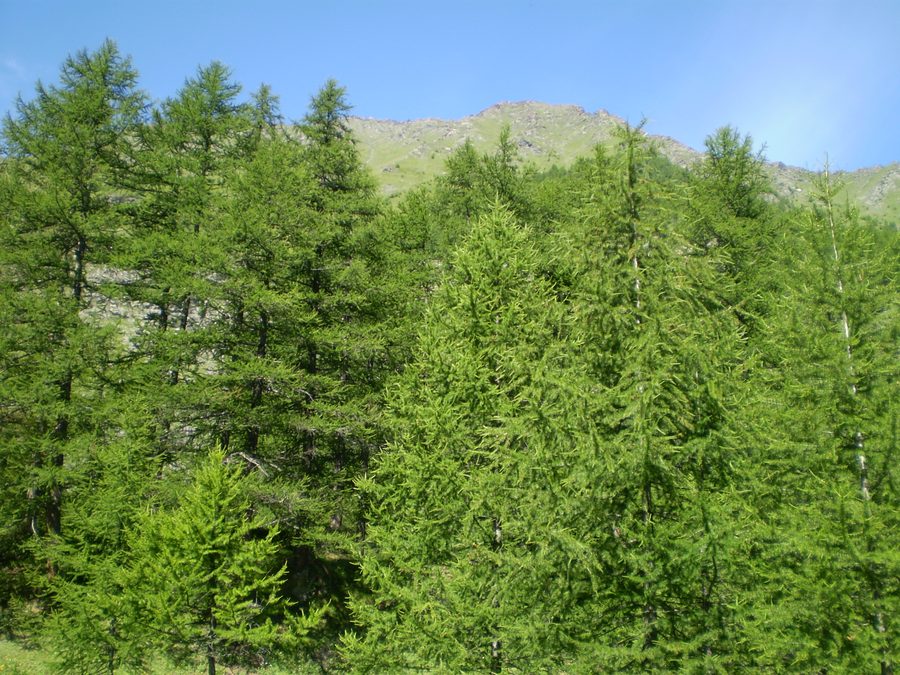 Berglandschaft mit Bäumen im Valle Germanasca bei Bout du Col nahe Prali