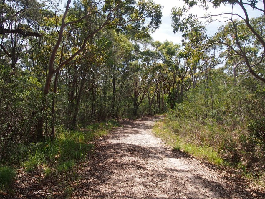 Daleys Point Fire Trail nei dintorni di Killcare