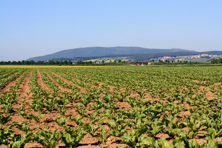 Blick auf den Donnersberg in der Pfalz von Nordosten