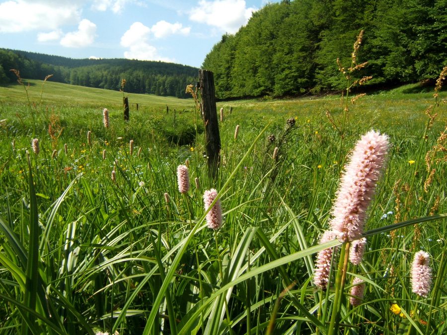 Wiese mit Wiesenknöterich im Vessertal bei Vesser in Thüringen