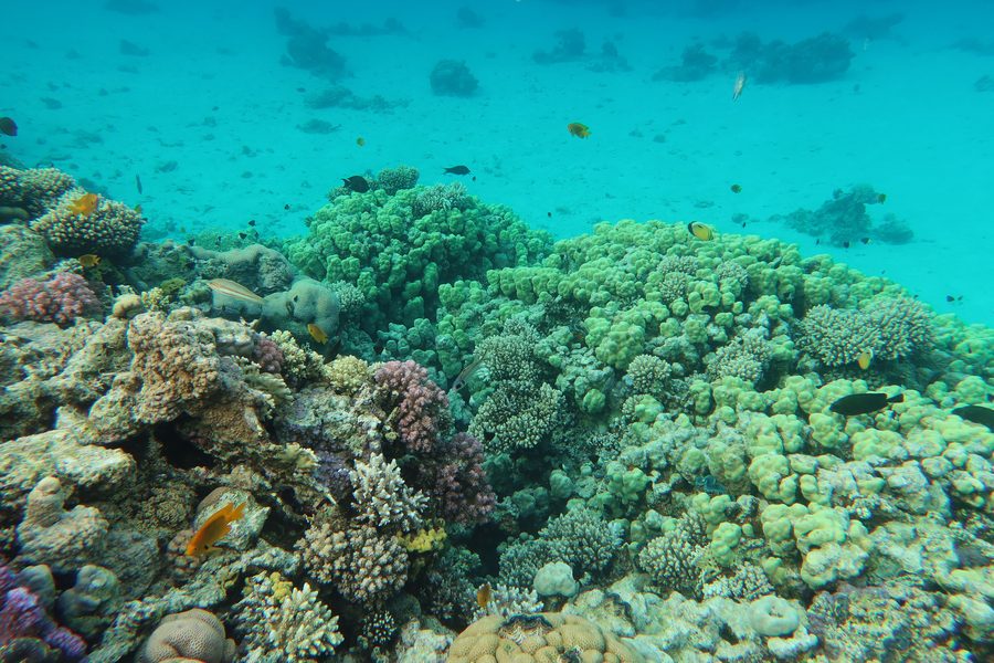Coral reef with marine life in the Red Sea at Sharm el-Maya Bay, Sharm El-Sheikh