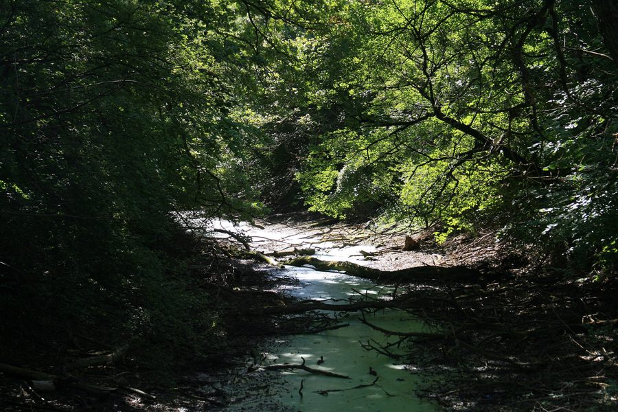 Paesaggio nel Parco Nazionale Donau-Auen presso Orth an der Donau