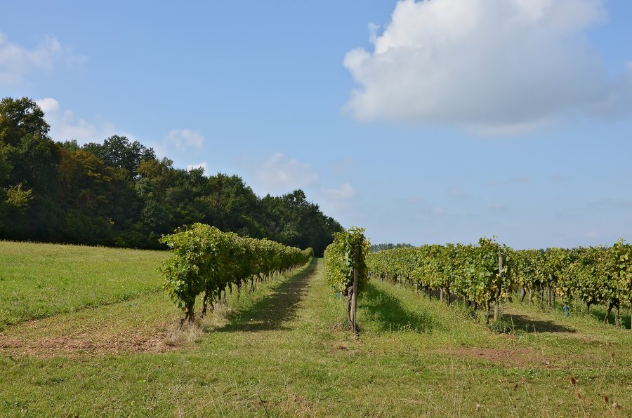 File:Cherves-Richemont 16 Vignoble du cognac Borderies 2014.jpg