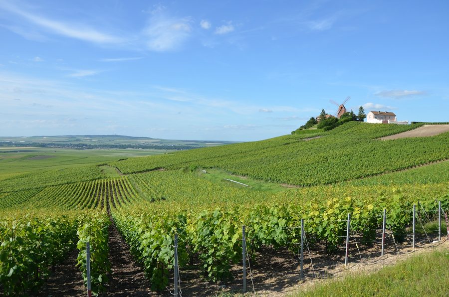 Vigneti della Champagne vicino a Verzenay, nella Marna