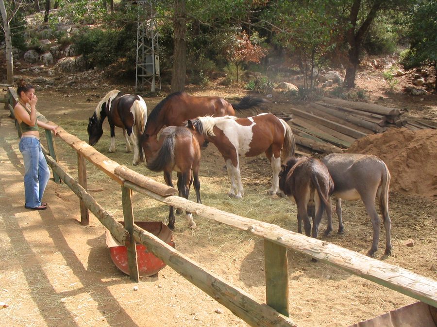 Lovrečina-Bucht auf der Insel Brač mit einem Pferdehof