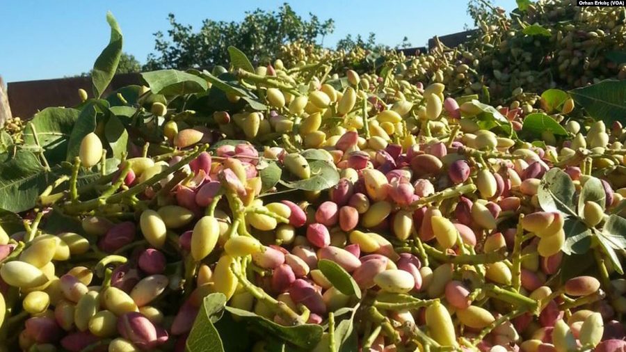 Pistacchi di Gaziantep su un albero di pistacchio