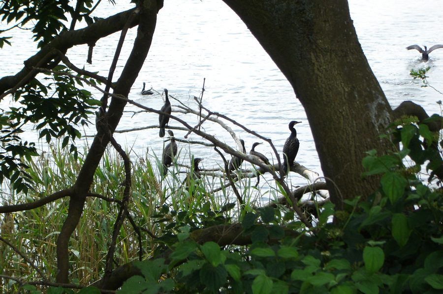 Kormorane auf dem Bolzer See im gleichnamigen Naturschutzgebiet