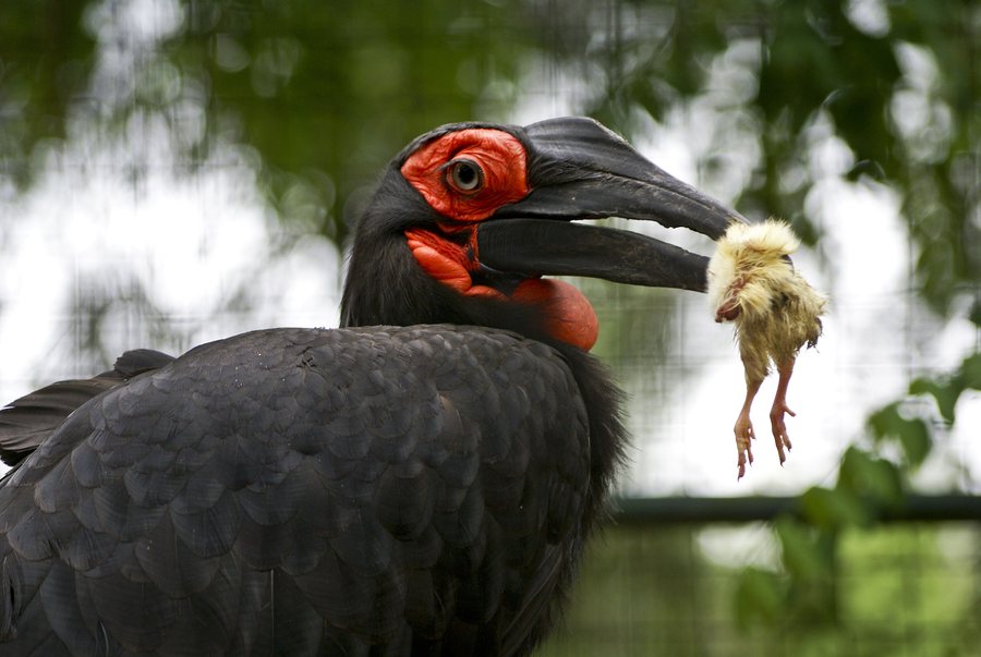 File:Bucorvus leadbeateri -Zoo de La Palmyre, Les Mathes, France-8a.jpg