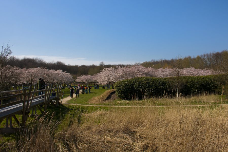 Blick auf einen Teil des Bloesemparks im Amsterdamse Bos bei Amstelveen