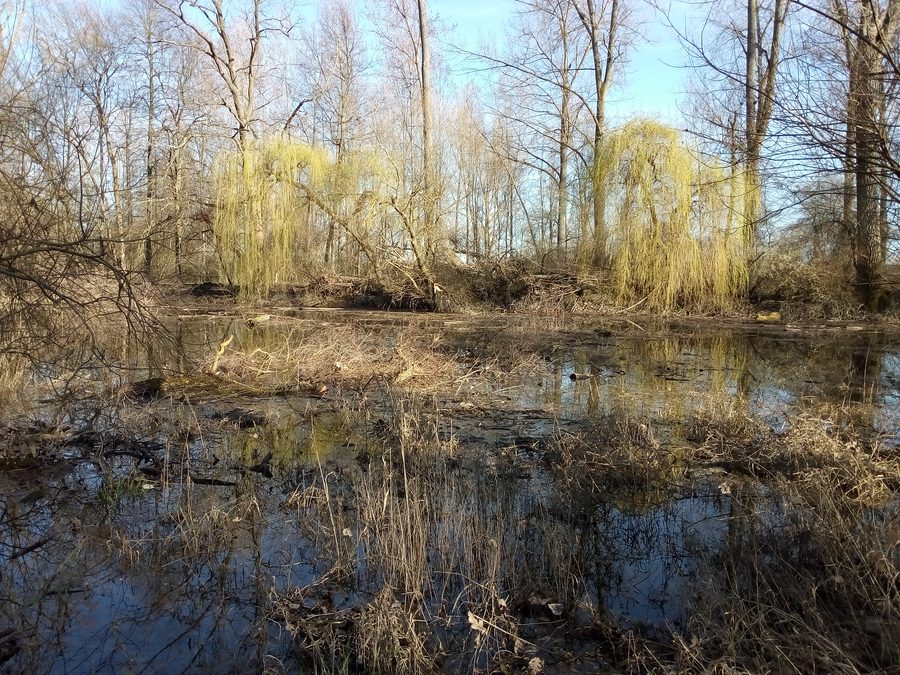 Acqua vecchia nell’Ochsenlache presso Philippsburg-Rheinsheim