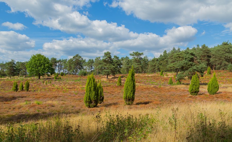 File:Wacholderhain Plaggenschale 09.jpg
