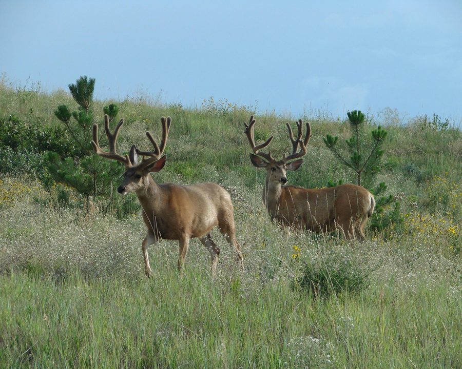 Due muli cervi al pascolo nella Ridgeline Open Space a Castle Rock, Colorado