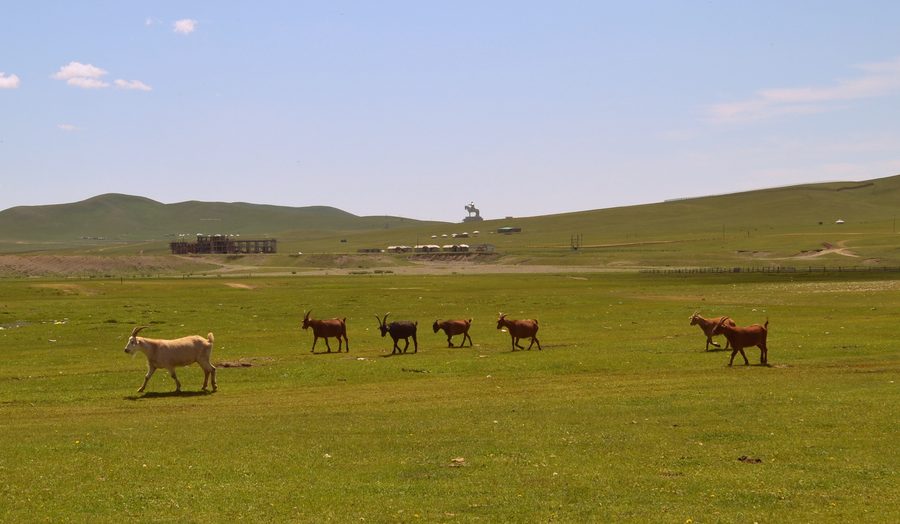 Capre davanti alla statua equestre di Gengis Khan nei dintorni di Nalaich