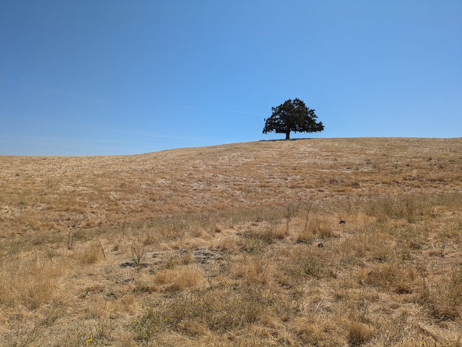 Paesaggio nel Contra Loma Regional Park presso Antioch