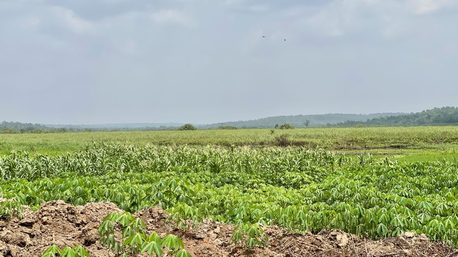 Ackerlandschaft im Département Ouémé in Benin