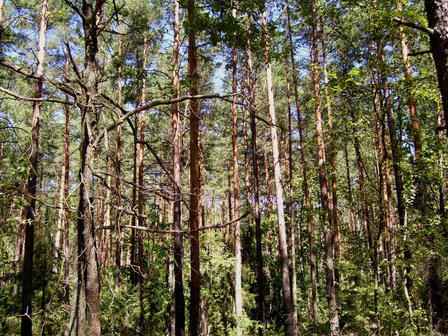Paesaggio forestale nella Puszcza Biała nel voivodato della Masovia