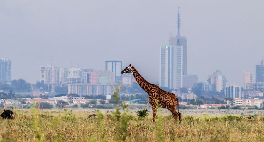 Giraffa davanti allo skyline di Nairobi in Kenya