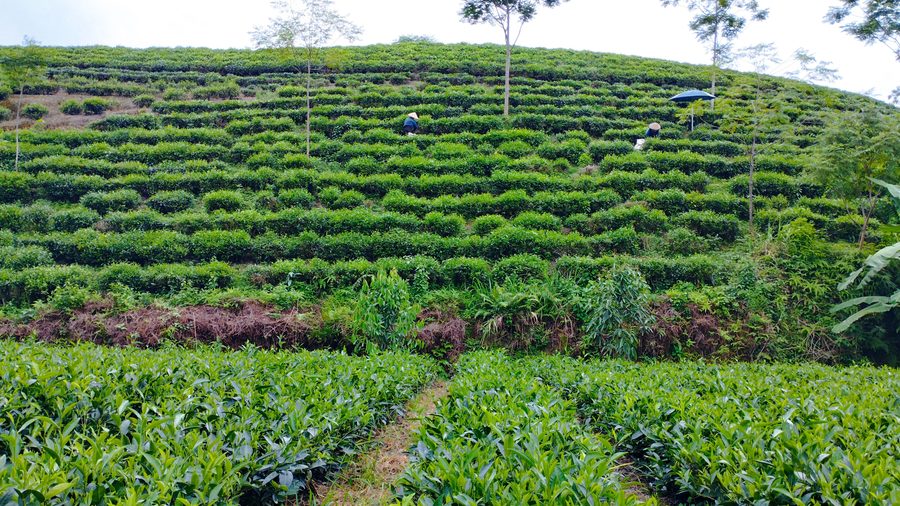 Grüner Teehügel in der Provinz Thai Nguyen, Vietnam