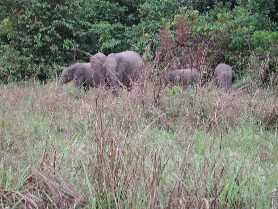 Animale della foresta in un paesaggio naturale nel Congo
