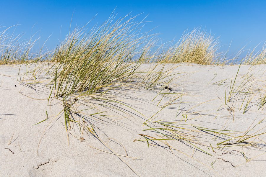Bewaldete Düne bei Noer mit Küstenwald