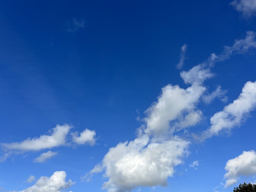 File:Oiseaux Ciel - Roffey (FR89) - 2022-11-02 - 1.jpg