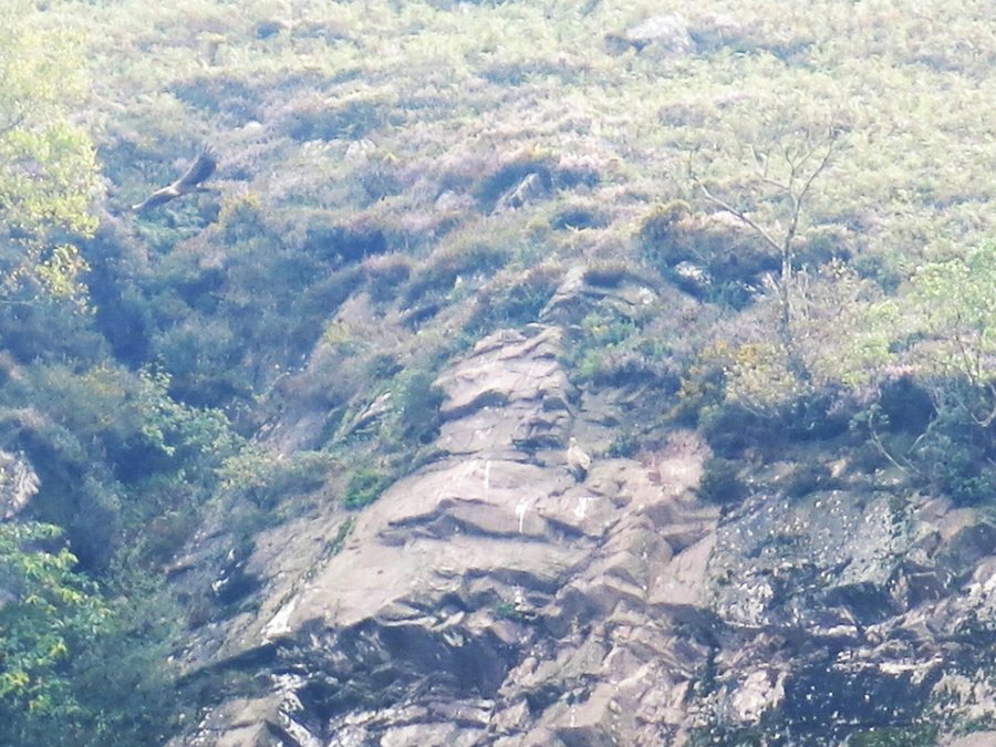 File:Vautours sur une falaise près de Saint-Martin-d'Arrossa 1.jpg