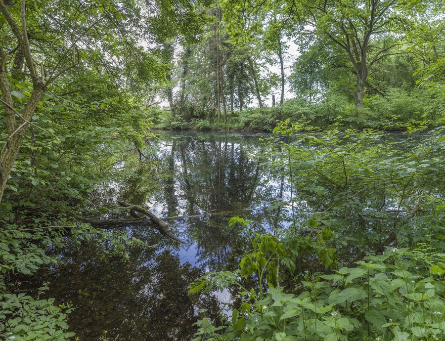 Altmaar im Sennfelder Seenkranz bei Sennfeld