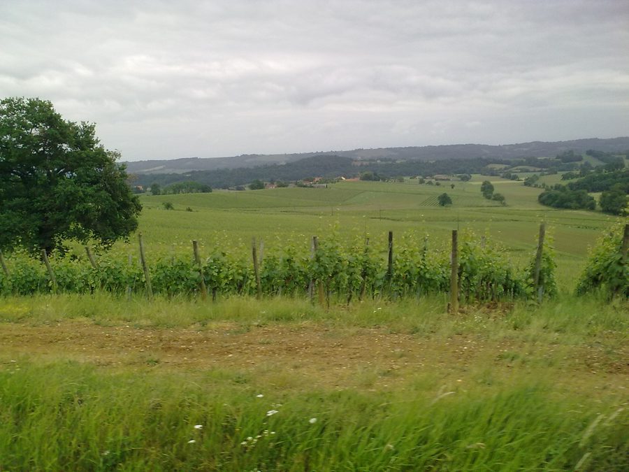 Weinberge auf dem Gemeindegebiet von Aydie