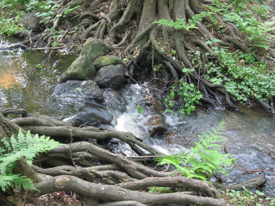 File:Holdorf Handorfer Mühlenbach.jpg