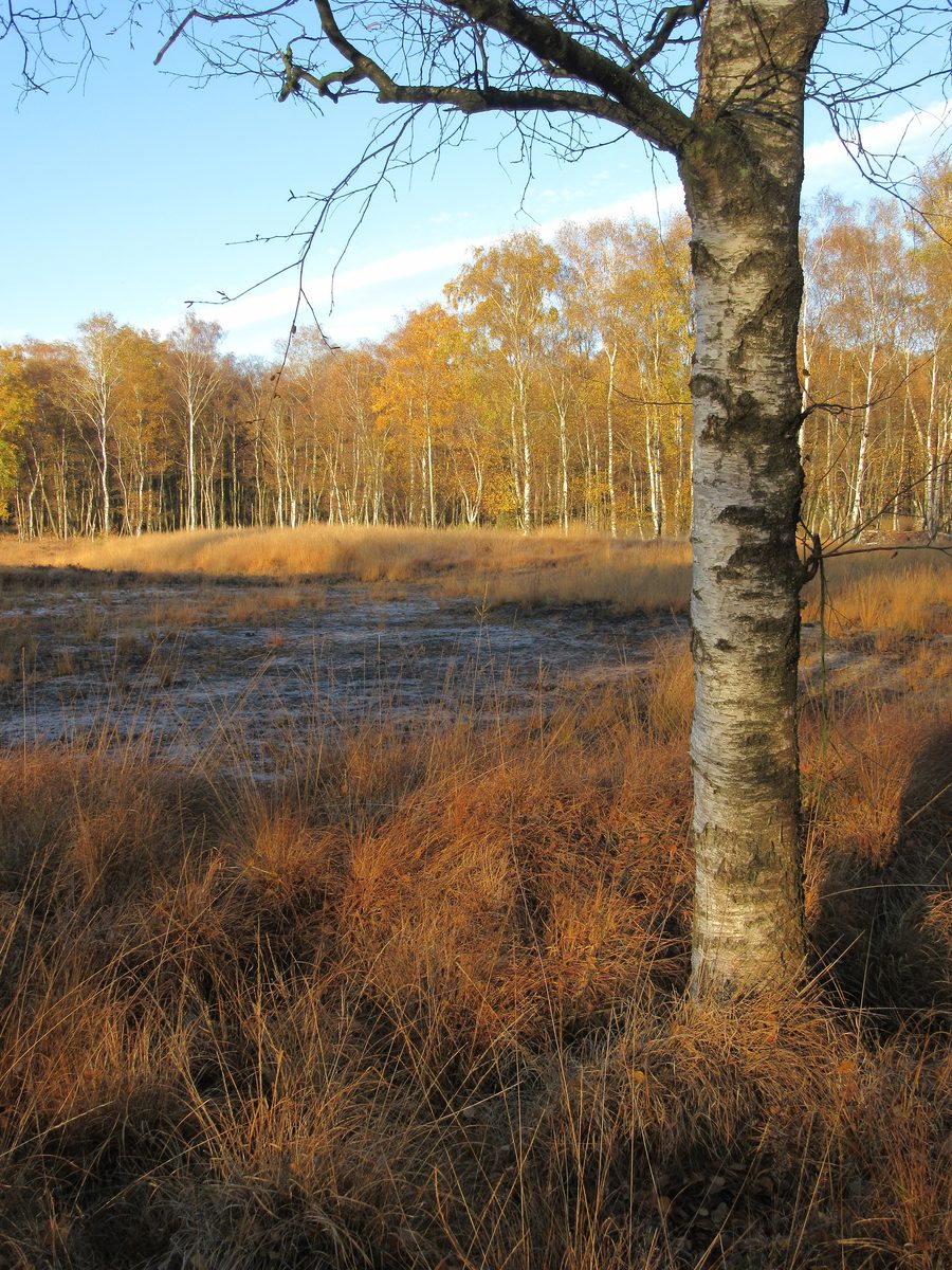 Moor und Birken-Moorwald im Naturschutzgebiet Duvenstedter Brook