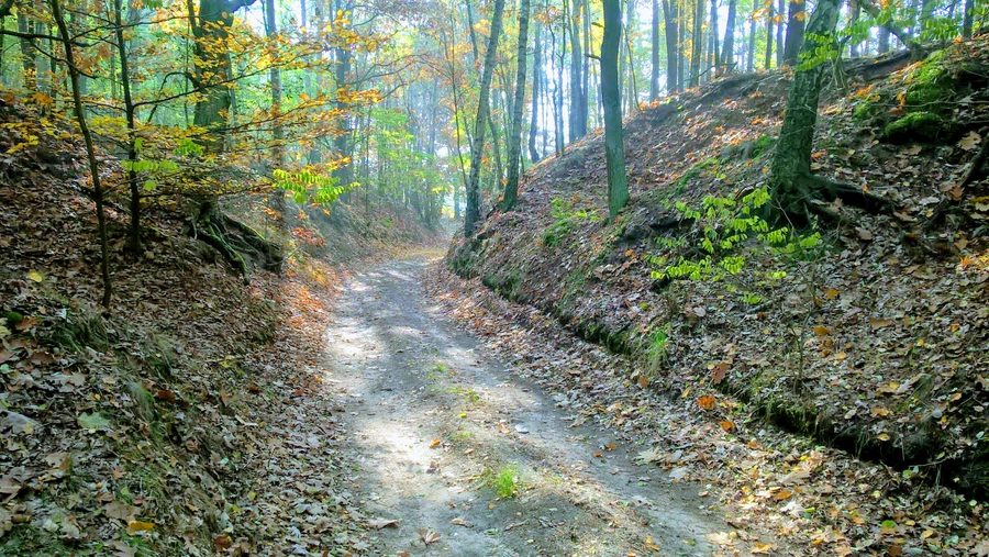 Wiechlicko-Cieciszowskie-Schluchten in der Gmina Szprotawa, Polen