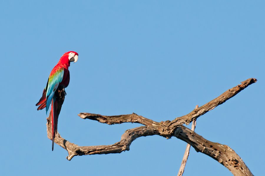 Ara rosso-verde a Bonito, Mato Grosso do Sul.