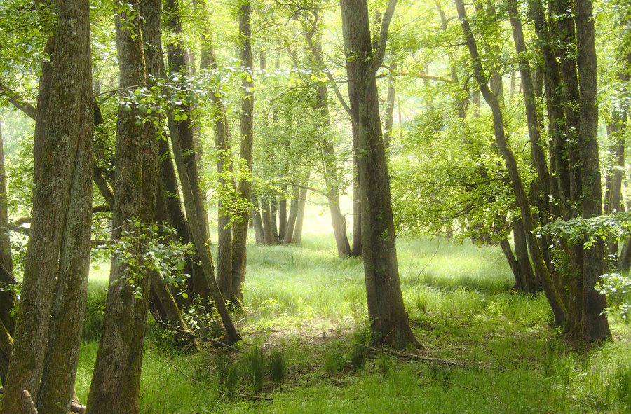 File:Forêt dans tourbière à Baerenthal 57230 Moselle - France.jpg