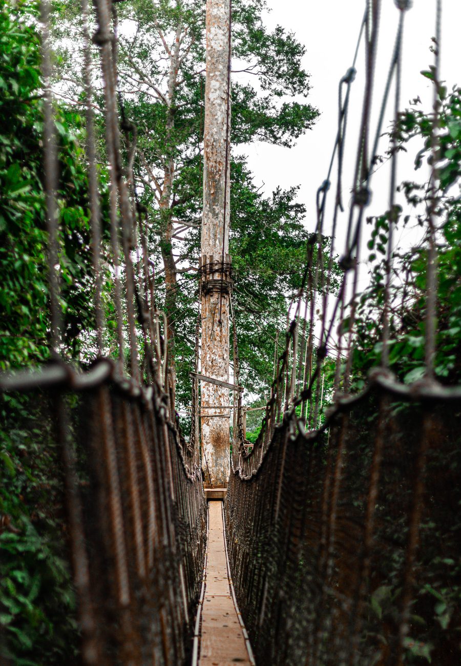 Treetop canopy walkway in Kakum National Park above tropical forest.