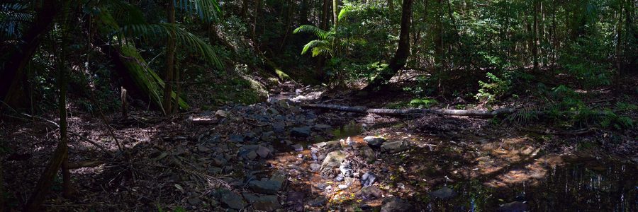 Never Never River nel Dorrigo National Park