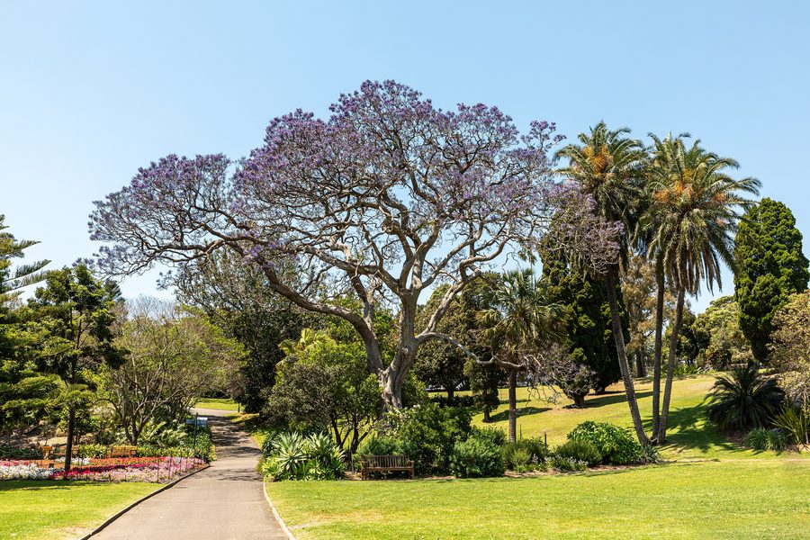Royal Botanic Gardens a Sydney