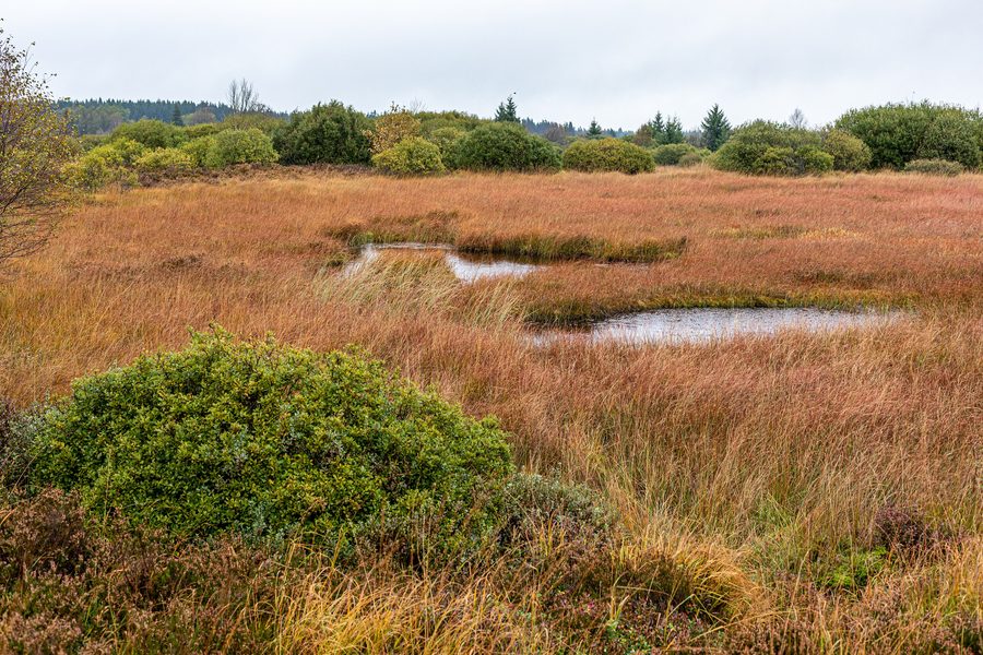 Moorige Heidelandschaft im Brackvenn des Hohen Venns bei Waimes in Belgien.