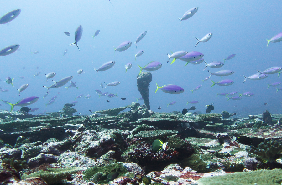 Korallenriff vor der Südküste von Tutuila in Amerikanisch-Samoa mit Fischschwarm.