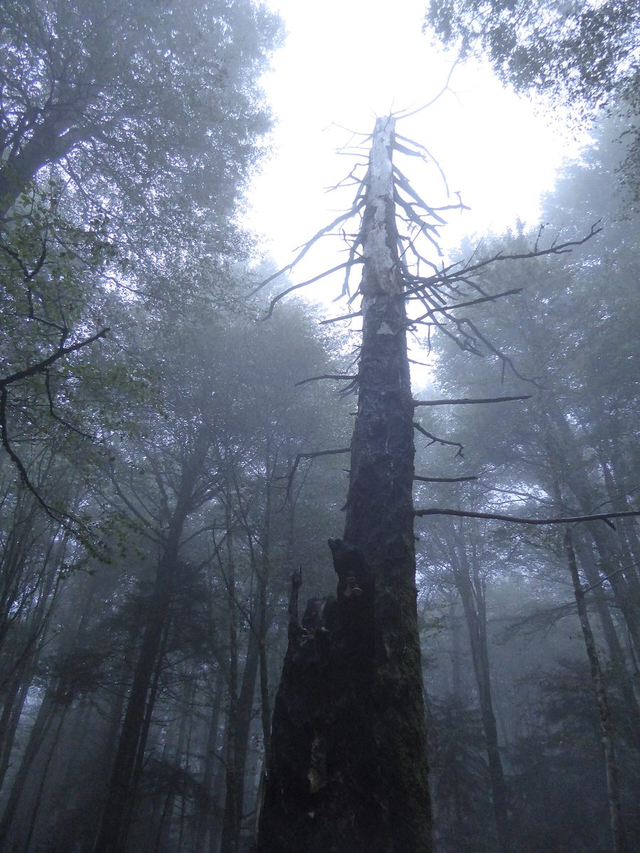 Albero nel Parco delle Serre presso Serra San Bruno