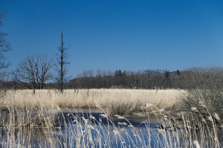 Röhrichtlandschaft im Naturschutzgebiet Brenner Moor bei Bad Oldesloe
