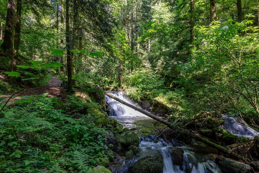 Teichbachtal mit bewaldeten Hängen und schmalem Bach im südlichen Schwarzwald