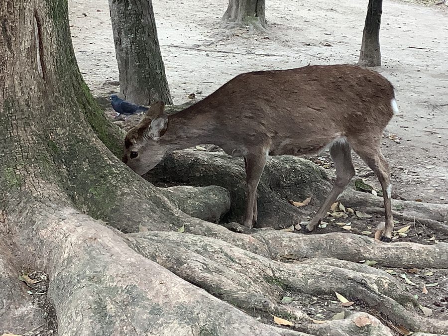 Deer standing in Nara Park.