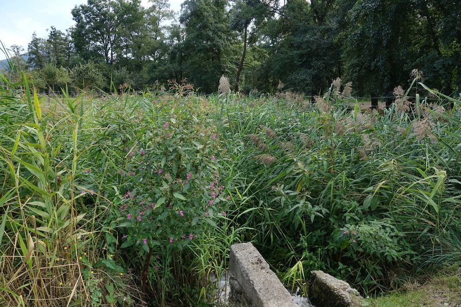 File:Paysage floral (Gunsbach).jpg