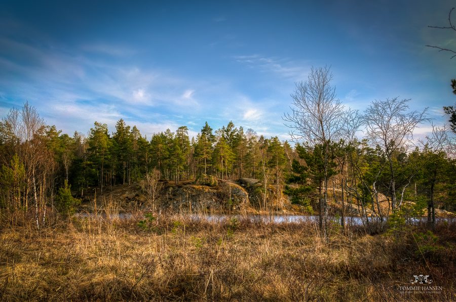 Foglie e vegetazione presso Gömmaren a Huddinge