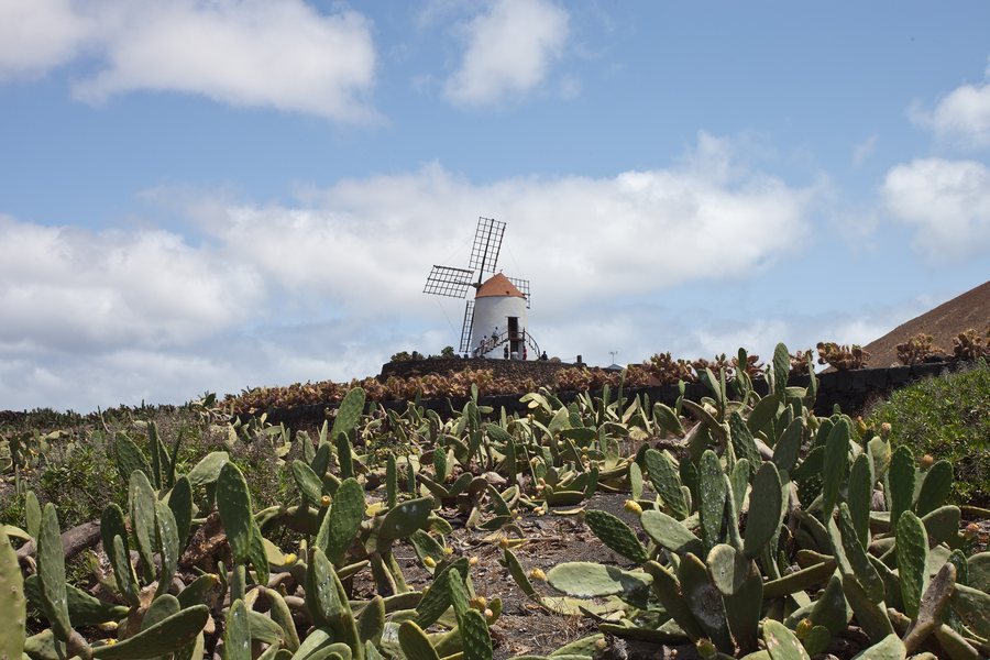 File:Guatiza - Jardín de Cactus - Lanzarote - J45.jpg