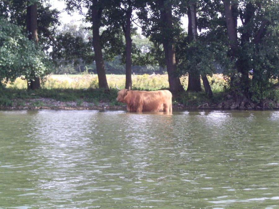 Hochlandrind am Großen Plöner See bei Bosau