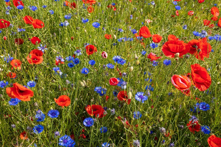 Wildblumenfeld am Passader See bei Passade