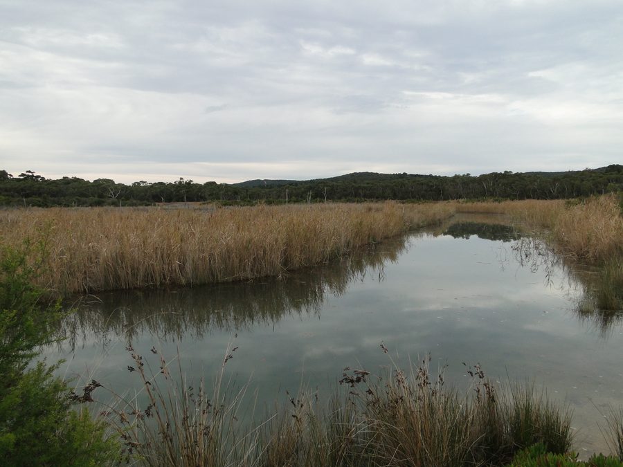 Anglesea River con paesaggio lungo la riva nel Coogoorah Park ad Anglesea