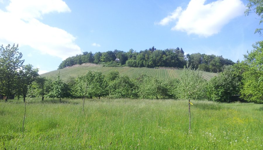 Südseite des Lembergs bei Affalterbach