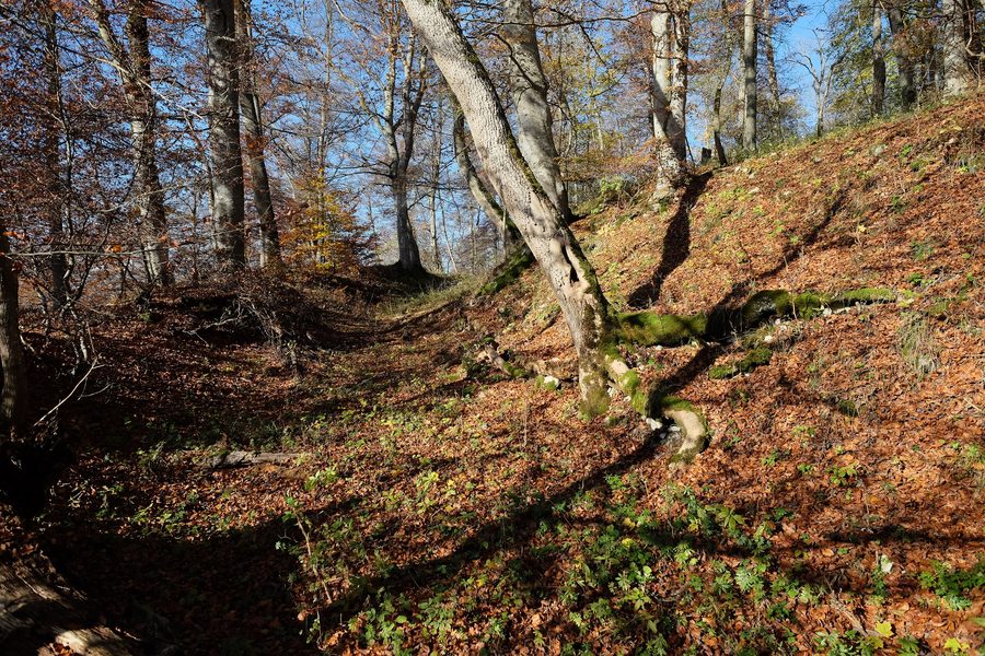 Ruine der Burg Reichenau bei Münsingen im Landkreis Reutlingen